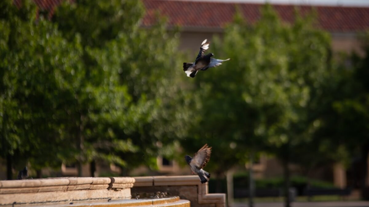 health insurance for recent graduates in Texas