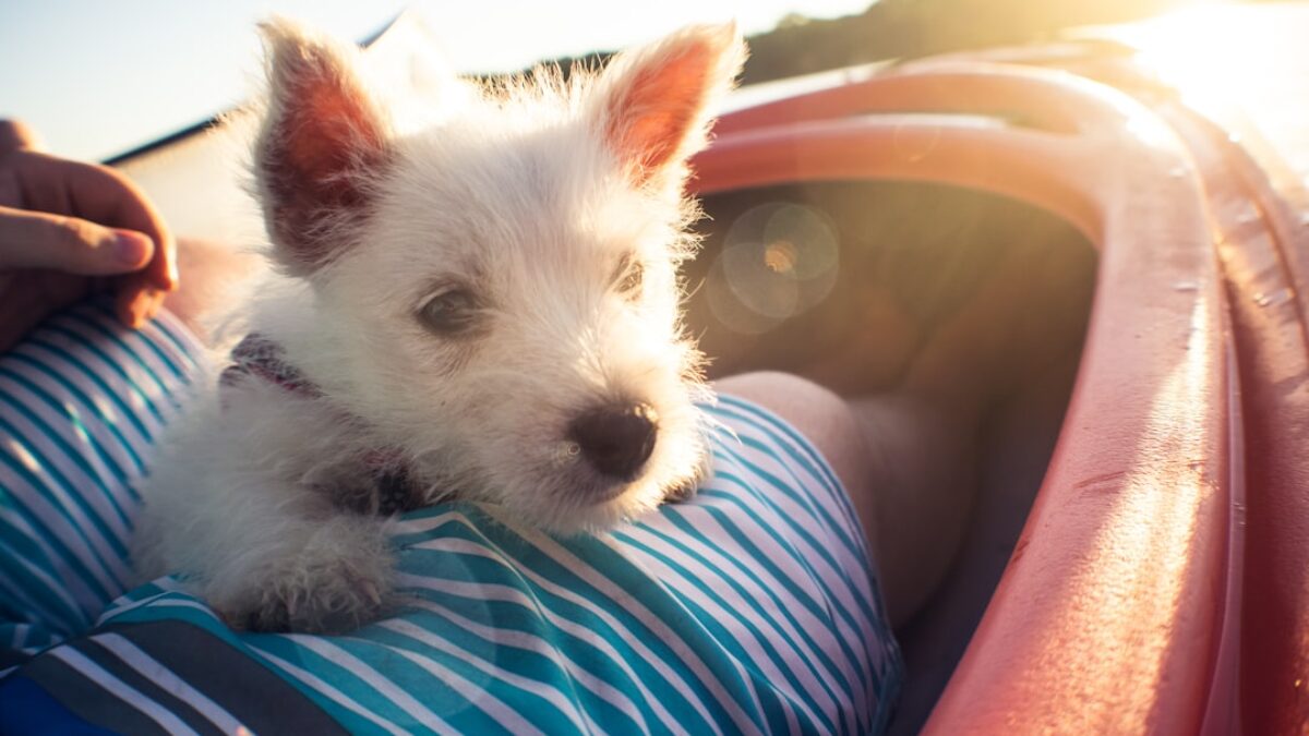white dog on person's lap