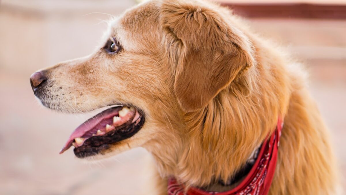 compare pet insurance plans for dogs in Colorado