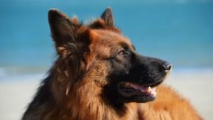 pet insurance comparison for exotic pets in Texas
