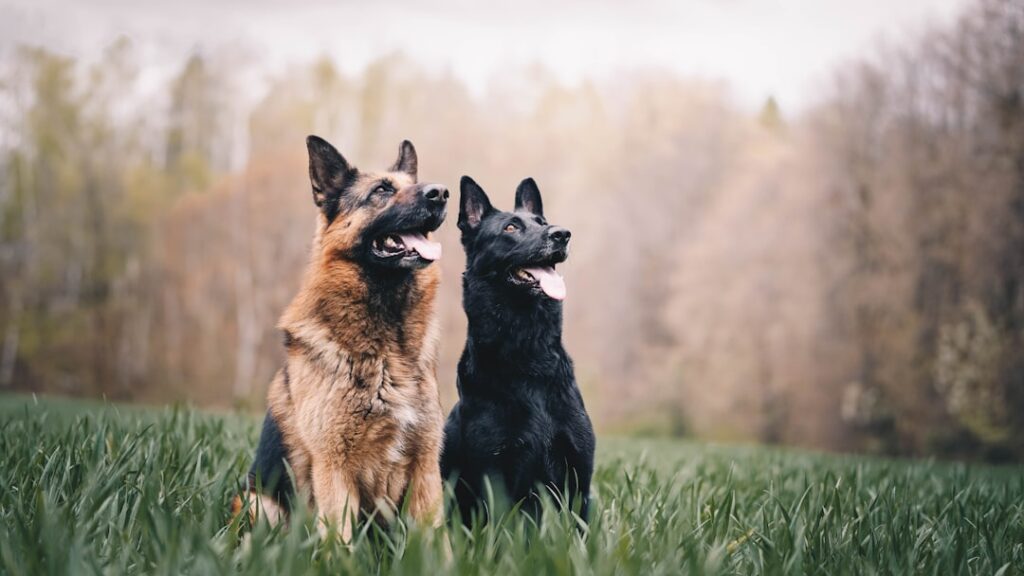 compare pet insurance for multi-pet households in Colorado