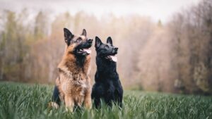compare pet insurance for multi-pet households in Colorado