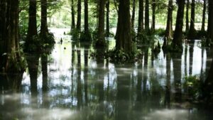 compare flood insurance providers in New Orleans