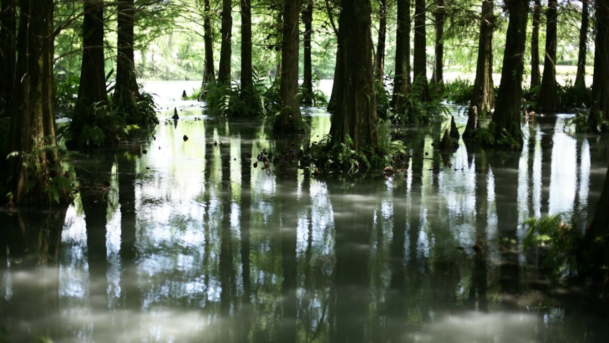 compare flood insurance providers in New Orleans