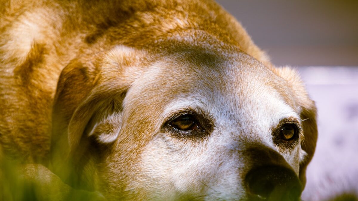 pet insurance comparison for senior dogs in California