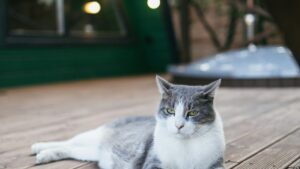 pet insurance comparison for cats in Colorado