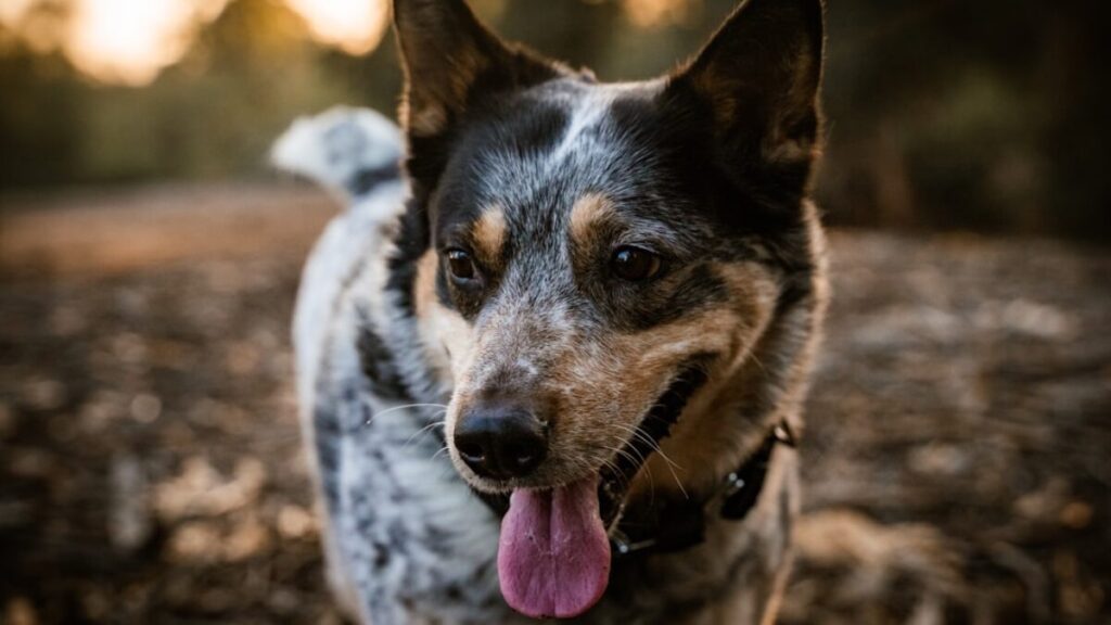 pet insurance for senior dogs in California