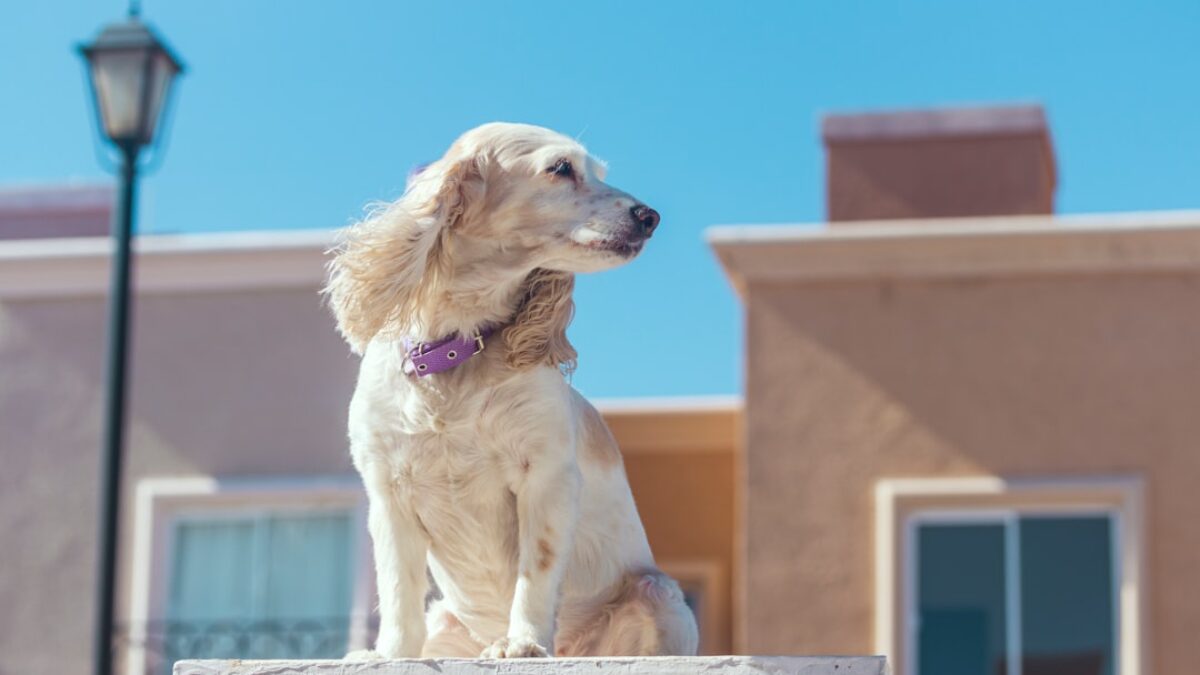 pet insurance for dogs with pre-existing conditions