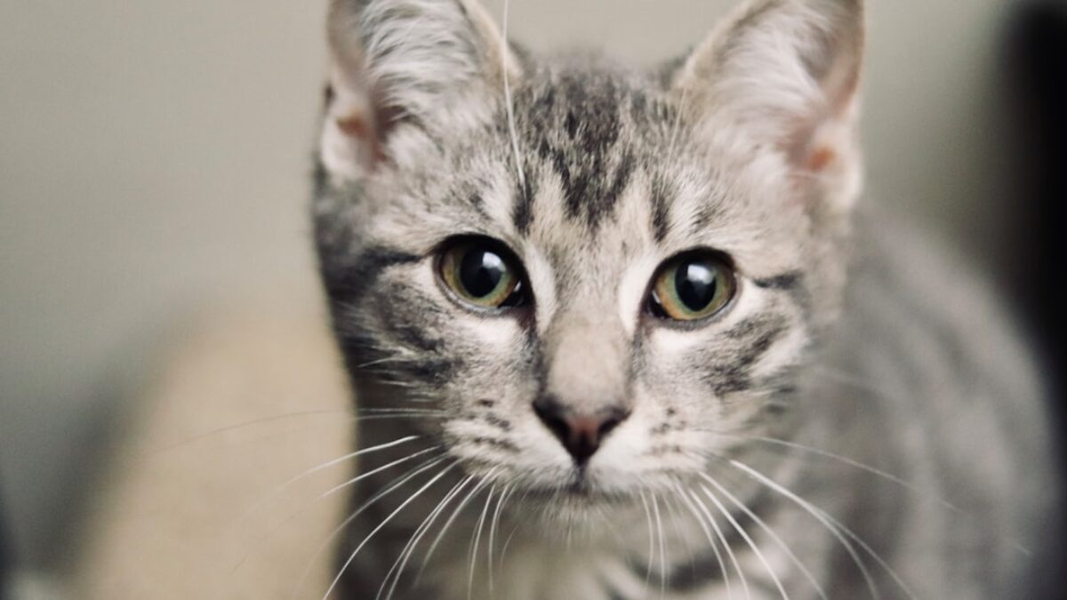 affordable pet insurance for cats in Colorado